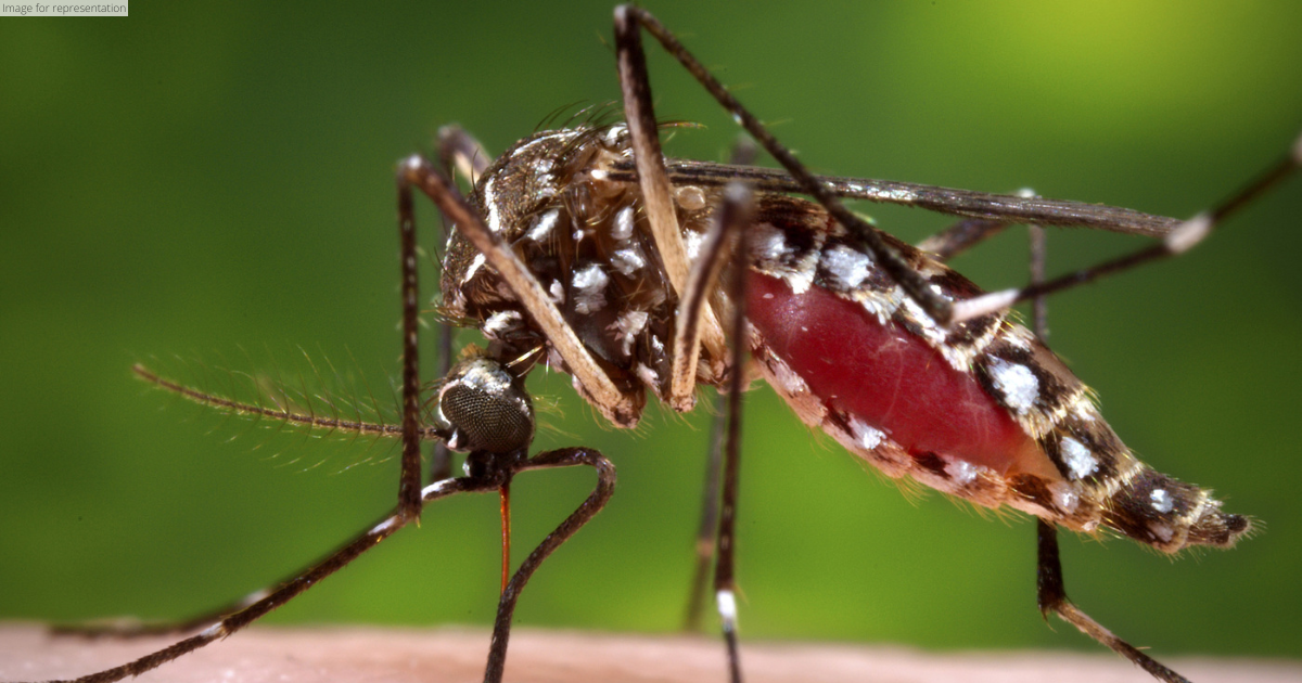 More dengue cases reported in Philippines